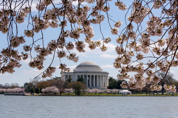 Jefferson Memorial across the Tidal Basin framed by Cherry Blossoms, Washington DC