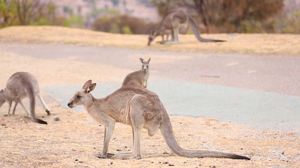 Close up view of a large wild Eastern Grey Kangaroo in nearby bushland in Canberra, Australia    