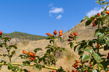Ripe wild rose hips.