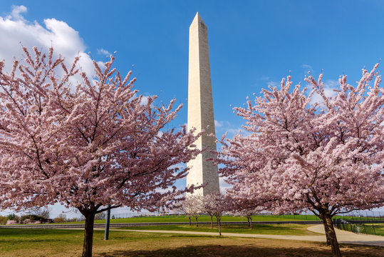Panoramic view of Washington Monument with Blue Sky, Cherry Blossoms trees in Foreground, Washington DC National Cherry Blossom Festival