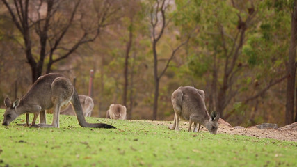 Naklejka na ściany i meble Wild Eastern Grey Kangaroos grazing in nearby parkland in Canberra, Australia 