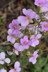 pink flowers in garden