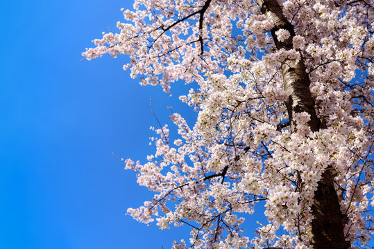 Blue Sky with Oriental Cherry tree Blossoms, Peak Cherry Blossom Festival, Washington DC