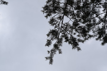 tree in the sky