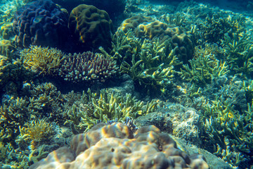 Unterwasseraufnahmen: Fische, Korallen