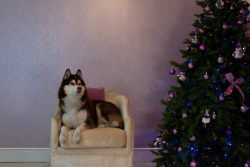 New Year husky dog ​​is sitting near the Christmas tree vintage concept