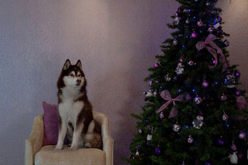 New Year husky dog ​​is sitting near the Christmas tree vintage concept © EVOGRAF.MX