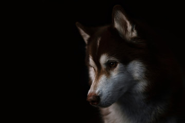 Husky portrait of a wolf's head on a black background