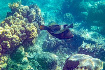 Fototapeta na wymiar Unterwasseraufnahmen: Triggerfish