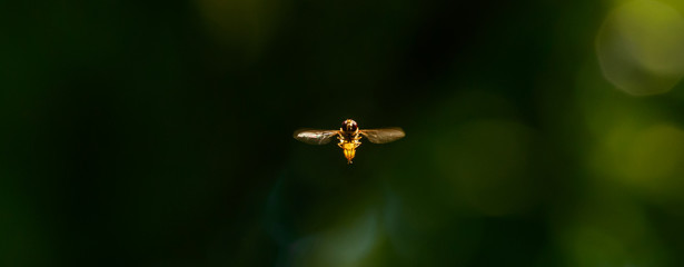 marmalade hoverfly in flight front view on dark background
