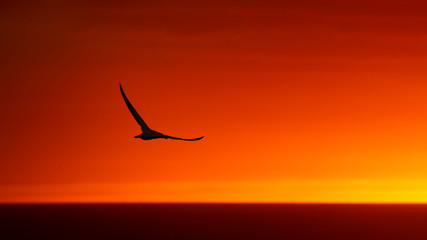 Flying bird silhouette image at Muriwai Gannet Colony at sunset
