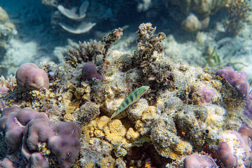 Underwater Marine Life: Fish, Clams, Corals, Divers