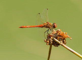 red dragonfly sitting on dry common rush grass reed