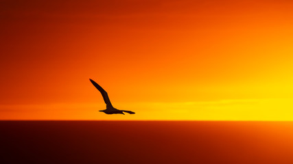 Fototapeta na wymiar Flying bird silhouette image at Muriwai Gannet Colony at sunset