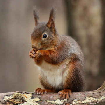 red squirrel eating a nut, Formby, England