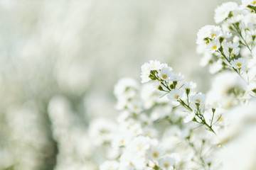 Closeup image of a beautiful Cutter flower field