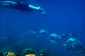 Underwater Marine Life: Fish, Clams, Corals, Divers
