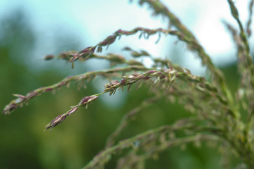 Red-green bunches of flowers of corn in the summer on a green background.