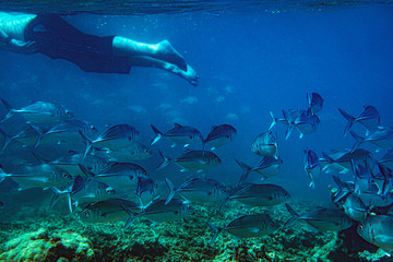 Underwater Marine Life: Fish, Clams, Corals, Divers