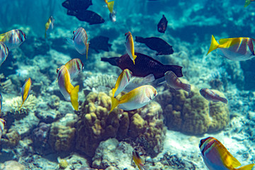 Fototapeta na wymiar Underwater Marine Life: Fish, Clams, Corals, Divers