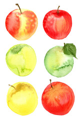 Apples painted with watercolors on white paper. A colored sketch of fruits.
