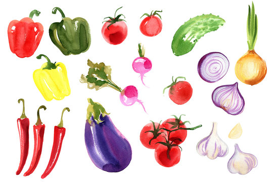 A colored sketch of vegetables. Paprika, chilli pepper, radish, eggplant, tomatoes, onion, cucumber, garlic painted with watercolor on a white background. Food picture