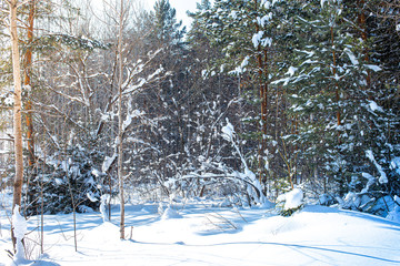 Winter landscape - frosty winter tree in the sunrise forest with sunrise light breaking through snowy tree branches in the early winter morning. Winter landscape of snowy trees in the forest