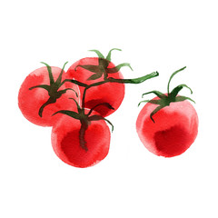 Tomatos. The tomato branch painted with watercolor on a white background. A colored sketch of...