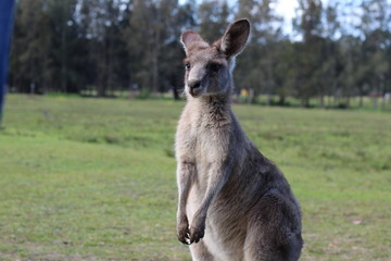 Naklejka na ściany i meble Australia's kangaroo