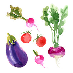 Eggplant, radishes, turnips, cherry tomatoes painted with watercolor on a white background. A colored sketch of vegetables. Farm products.