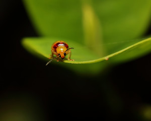 front view of red-shouldered leaf beetle