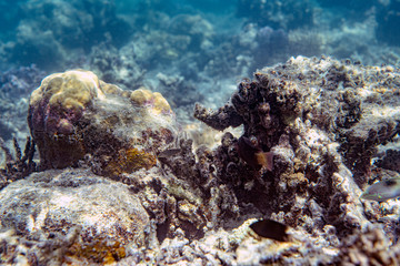 Underwater Marine Life: Fish, Clams, Corals, Divers