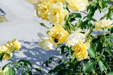黄色いバラと飛ぶクマバチ