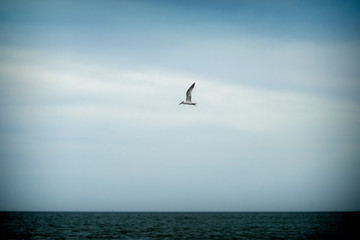 Fototapeta na wymiar Seagull is flying over the ocean