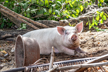 Schwein am Strand