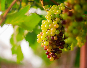 Purple red grapes and green grapes with green leaves on the vine.