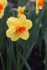 Obraz na płótnie Canvas yellow daffodil, first spring flowers