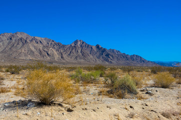 Mesquite Flat Sand Dunes and Shrubs, Death Valley