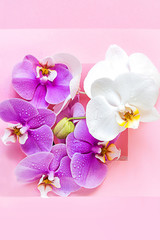 Creative flat lay top view of green leaves and orchid flowers. Frame frompink flowers on punch pink...
