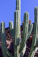 Cactus  in Jardin de Cactus by Cesar Manrique on canary island Lanzarote