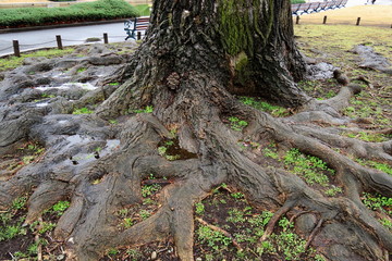 雨に濡れるユリノキの古木の根
