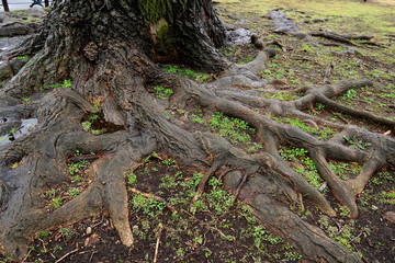 雨に濡れるユリノキの古木の根