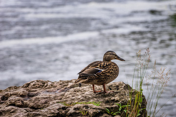 The mallard on the rock. Duck by the water, natural environment background. Anas platyrhynchos, female bird.