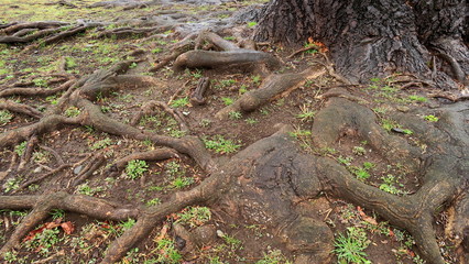 雨に濡れるユリノキの古木の根