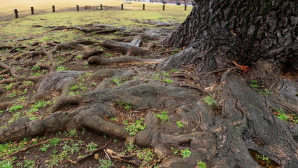 雨に濡れるユリノキの古木の根