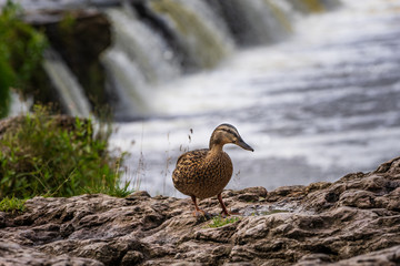 The mallard on the rock. Duck by the water, natural environment background. Anas platyrhynchos, female bird.