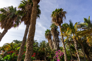Fototapeta na wymiar Garden with palm trees and plants with red and purple blossoms in Morro Jable on canary island Fuerteventura
