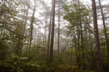 misty autumn forest