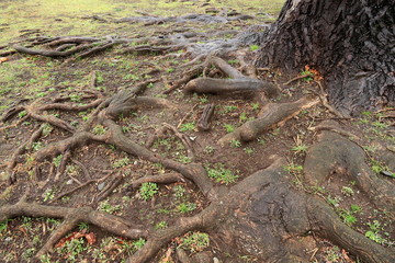 雨に濡れるユリノキの古木の根