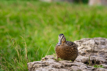 The mallard on the rock. Duck by the water, natural environment background. Anas platyrhynchos, female bird.
